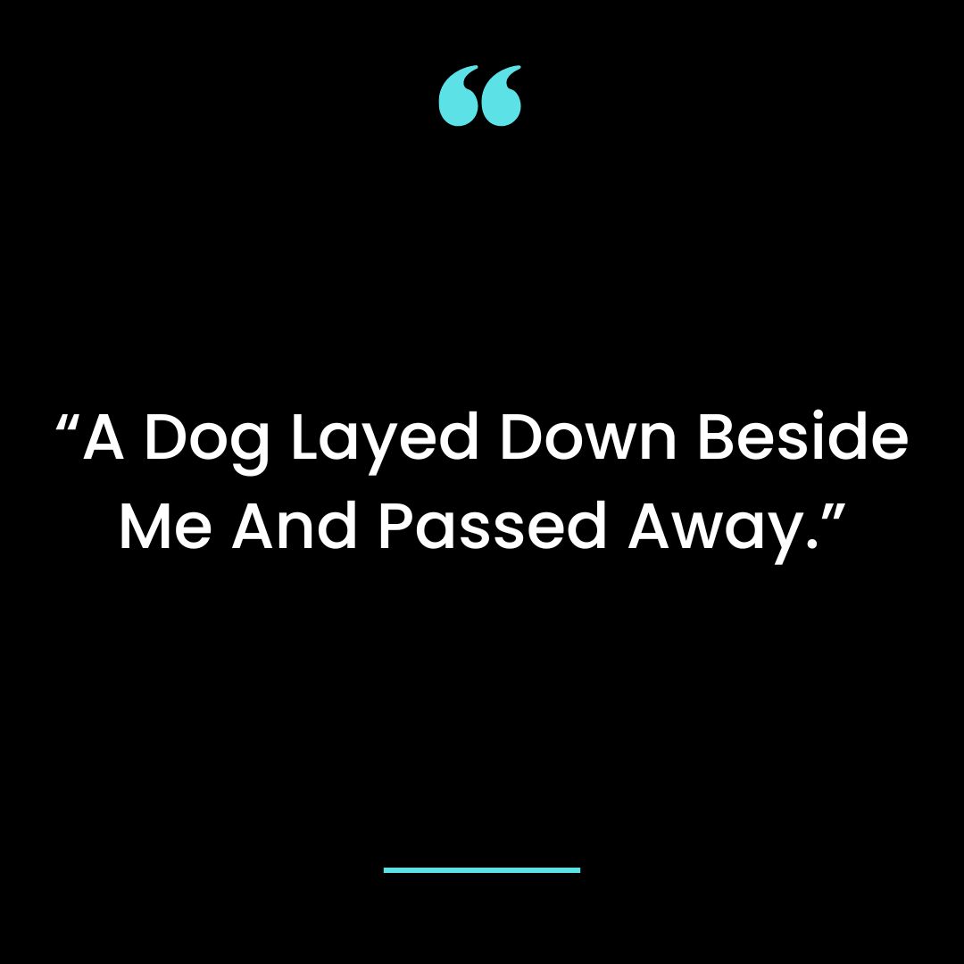 “A Dog Layed Down Beside Me And Passed Away.”