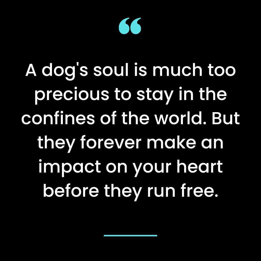 A dog’s soul is much too precious to stay in the confines of the world. But they forever make