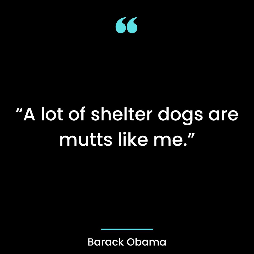 “A lot of shelter dogs are mutts like me.”