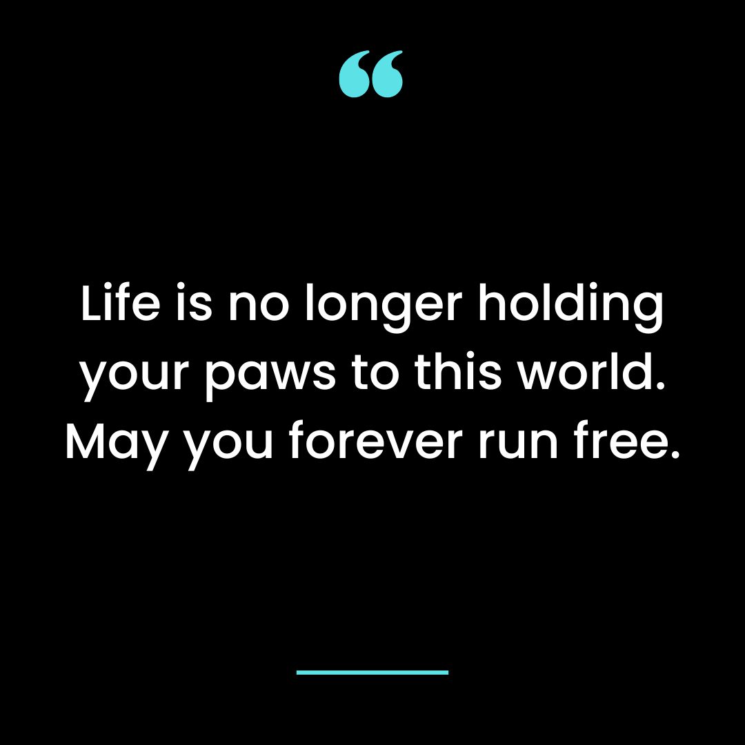 Life is no longer holding your paws to this world. May you forever run free.