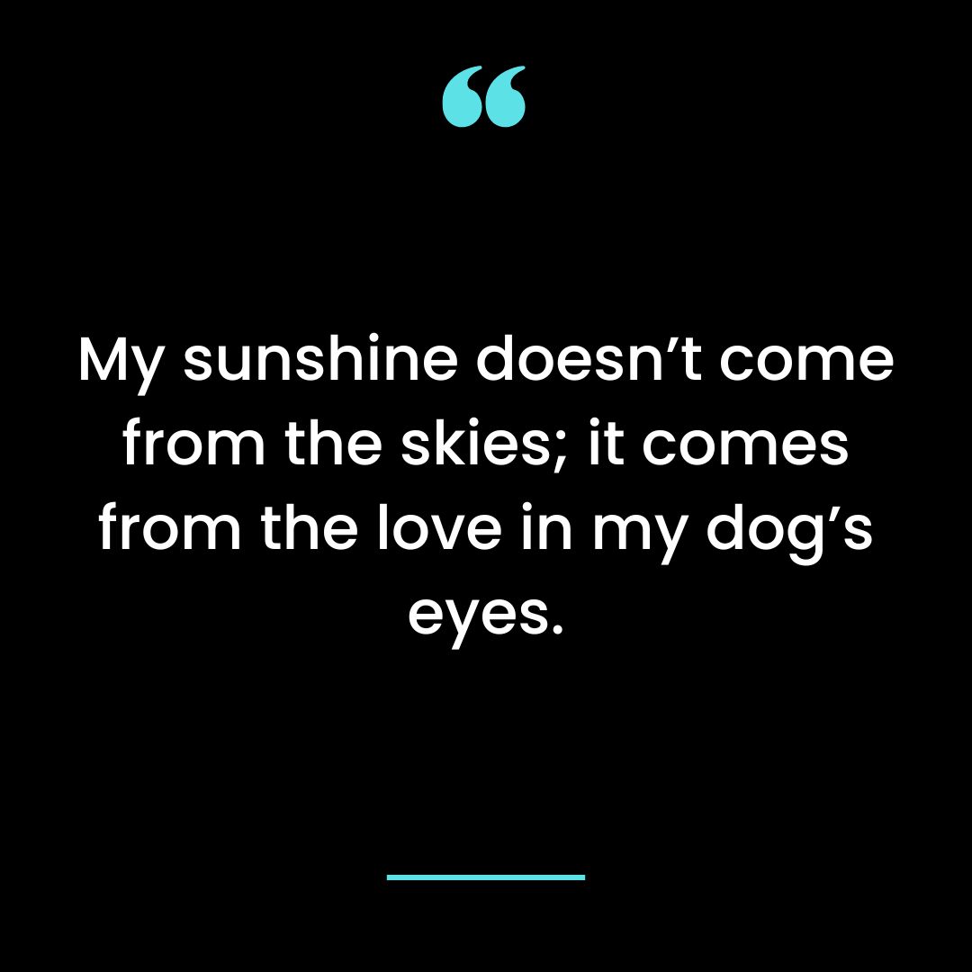 My sunshine doesn’t come from the skies; it comes from the love in my dog’s eyes.