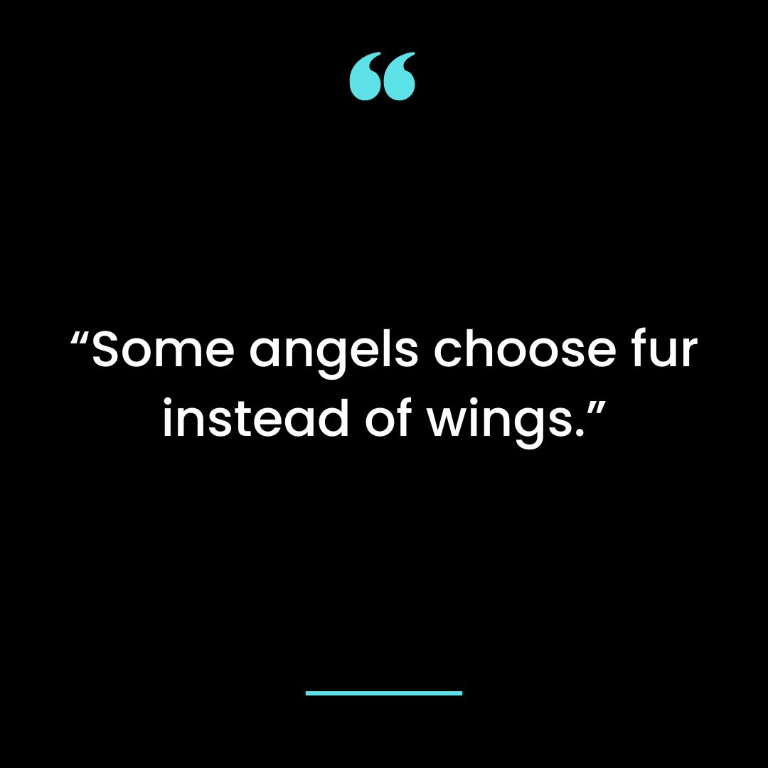 “Some angels choose fur instead of wings.”