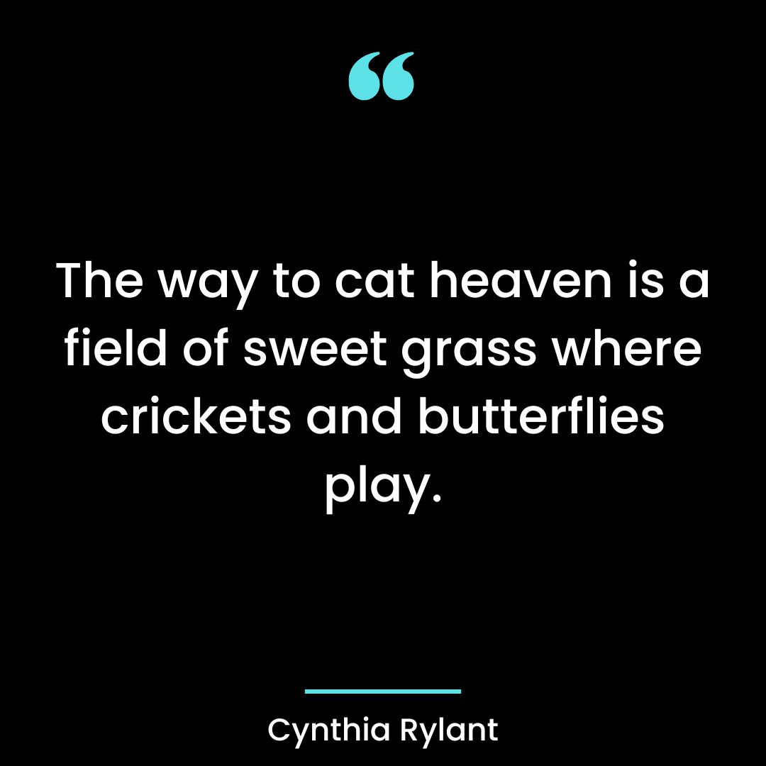 The way to cat heaven is a field of sweet grass where crickets and butterflies play