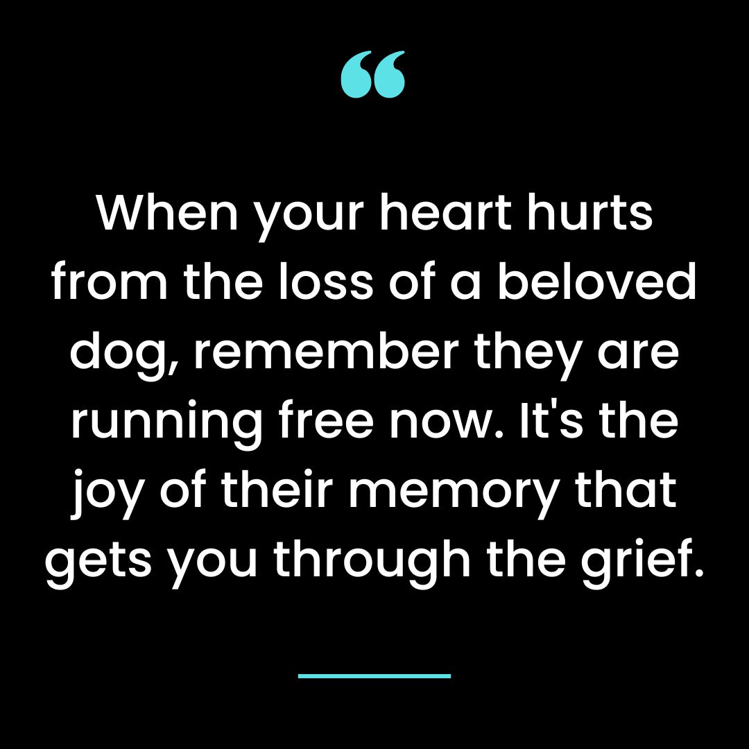 When your heart hurts from the loss of a beloved dog, remember they are running free now.