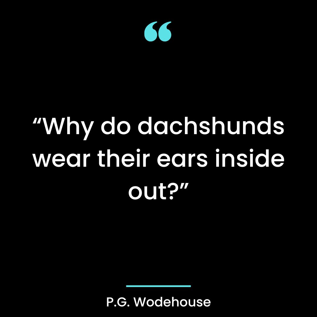 “Why do dachshunds wear their ears inside out?”